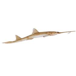 <em>Pristiophorus cirratus</em>, Common Sawshark, model. [A 19341]