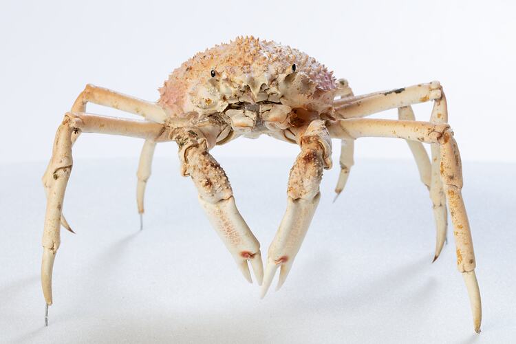 <em>Leptomithrax gaimardii</em>, Giant Spider Crab. [J 46721.30]