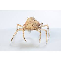<em>Leptomithrax gaimardii</em>, Giant Spider Crab. [J 46721.44]