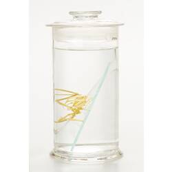 Sea spider wet specimen in glass jar.