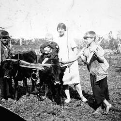 Negative - The Hallam Family With Miniature Bullocks, Jeeralang District, Victoria, circa 1930