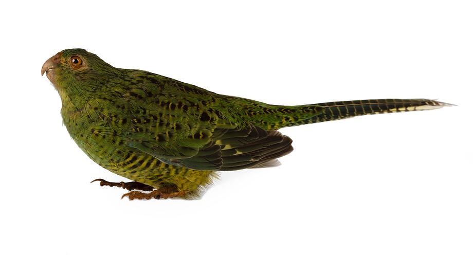 Mottled green parrot specimen mounted in seated pose.