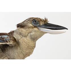 Brown kookaburra specimen mount, head detail.