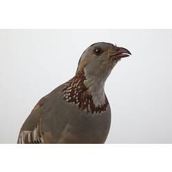 Taxidermied partridge specimen, detail of head.