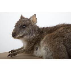 Wallaby specimen mounted lying on side.