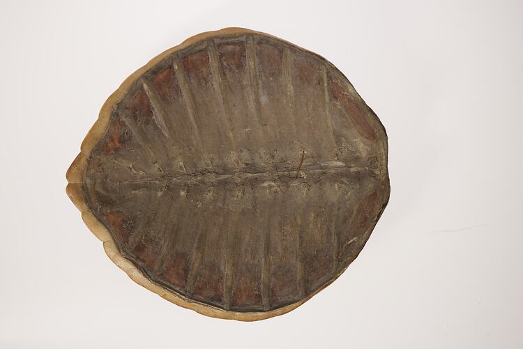 Underside of turtle shell.