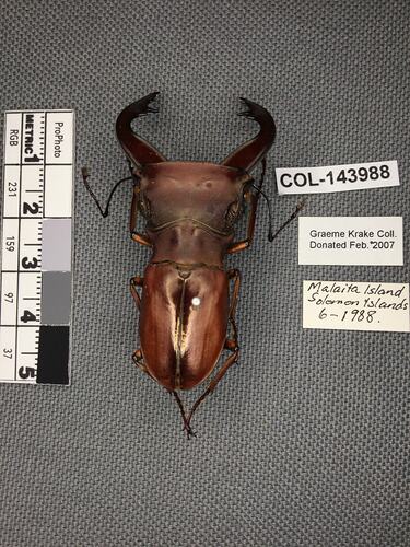 Dorsal view of pinned beetle specimen with labels.