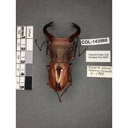 Dorsal view of pinned beetle specimen with labels.