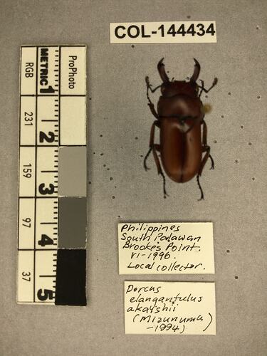 Shiny brown beetle specimen with large mandibles, pinned next to text labels.