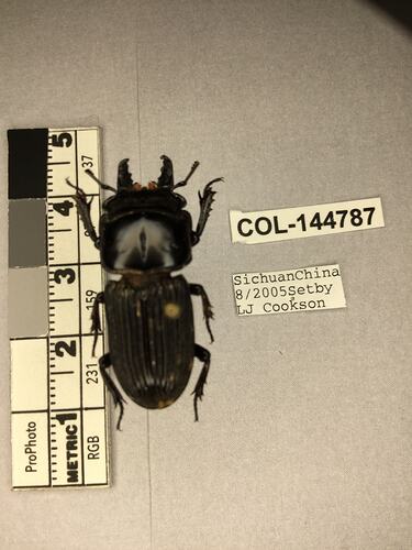 Shiny brown beetle specimen with large mandibles, pinned next to text labels.