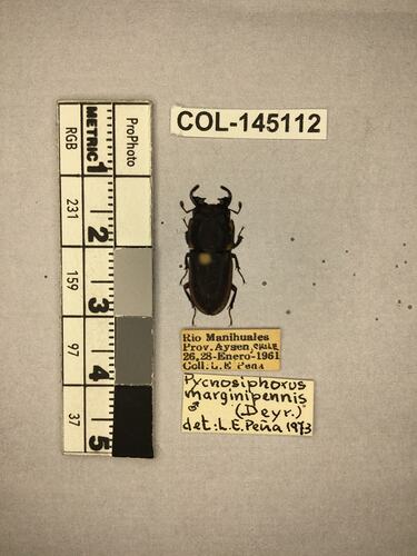 Shiny brown beetle specimen with large mandibles, pinned next to text labels.