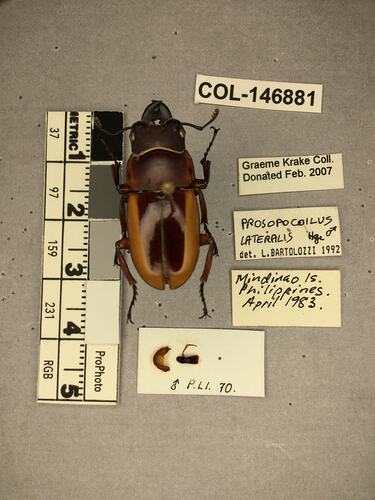 Shiny brown beetle specimen with large mandibles, pinned next to text labels.