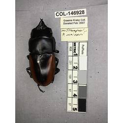Dorsal view of pinned beetle specimen with labels.