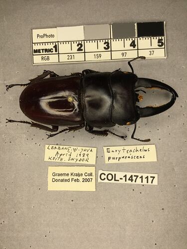 Shiny brown beetle specimen with large mandibles, pinned next to text labels.