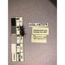 Dorsal view of pinned beetle specimen with labels.