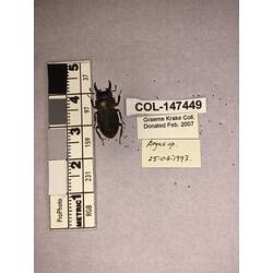 Dorsal view of pinned beetle specimen with labels.