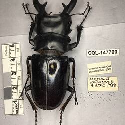 Shiny brown beetle specimen with large mandibles, pinned next to text labels.