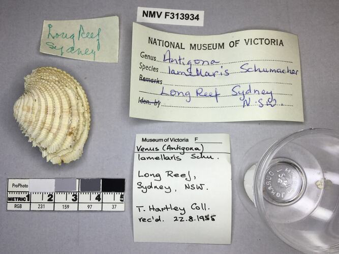 Dry Venus Clam shell beside labels.