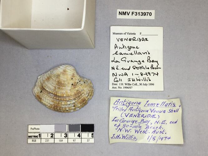 Dry Venus Clam shell beside labels.