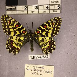 Pinned butterfly specimen beside label.