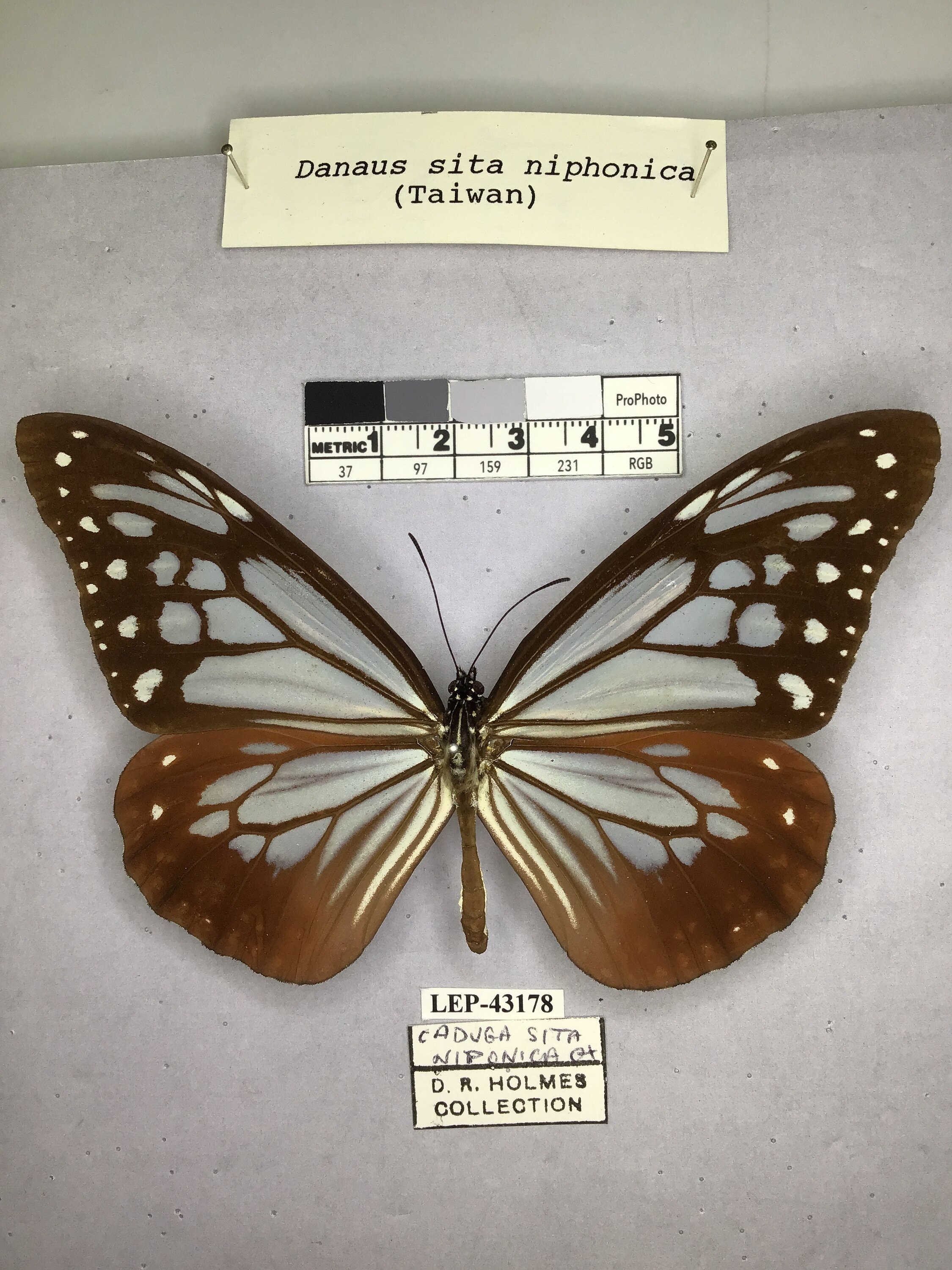 Parantica sita niphonica Moore, 1883