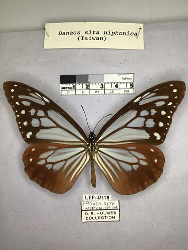 Pinned butterfly specimen beside label.