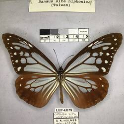 Pinned butterfly specimen beside label.