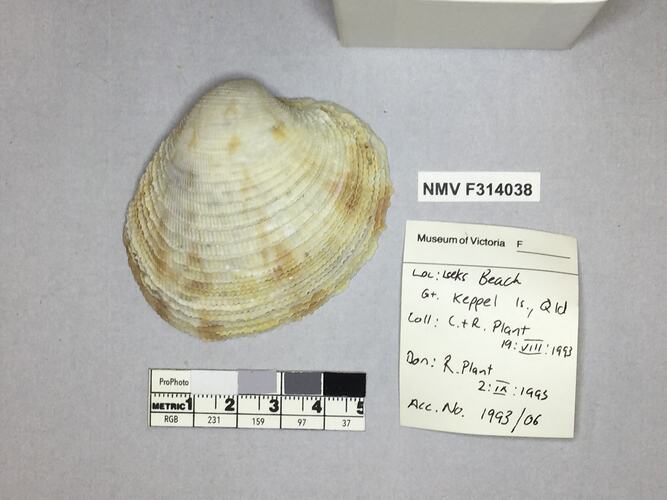 Dry Venus Clam shell beside labels.