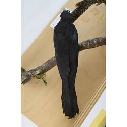 <em>Eudynamys orientalis cyanocephalus</em>, Eastern Koel. [9468]