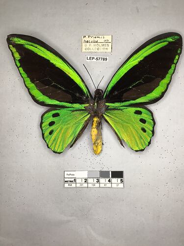 Pinned butterfly specimen beside label.