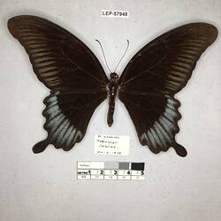 Pinned butterfly specimen beside label.