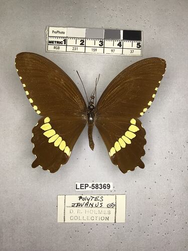 Pinned butterfly specimen beside label.