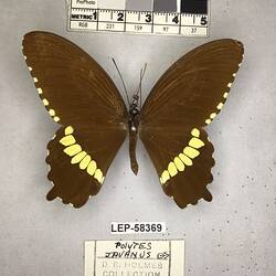 Pinned butterfly specimen beside label.