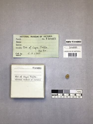 Dry stony coral specimen beside labels.