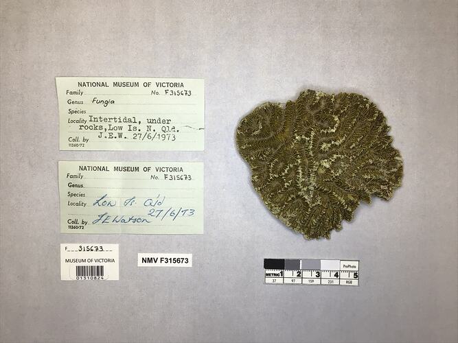 Dry coral specimen beside labels.