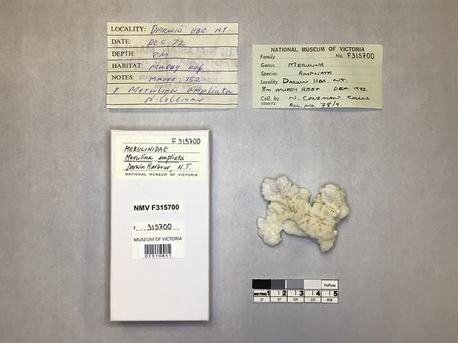 Dry coral specimen beside labels.