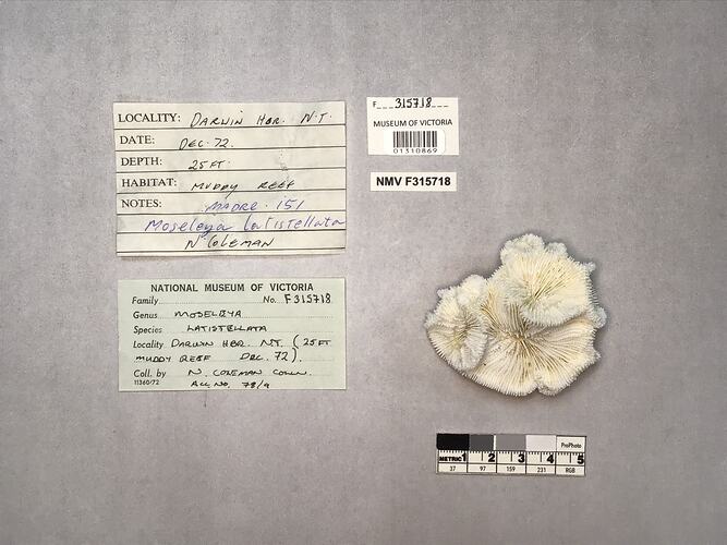 Dry coral specimen beside labels.