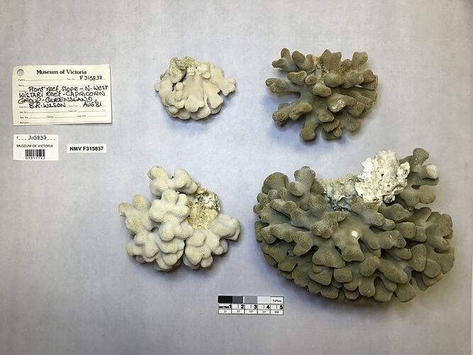 Dry stony coral specimens beside labels.