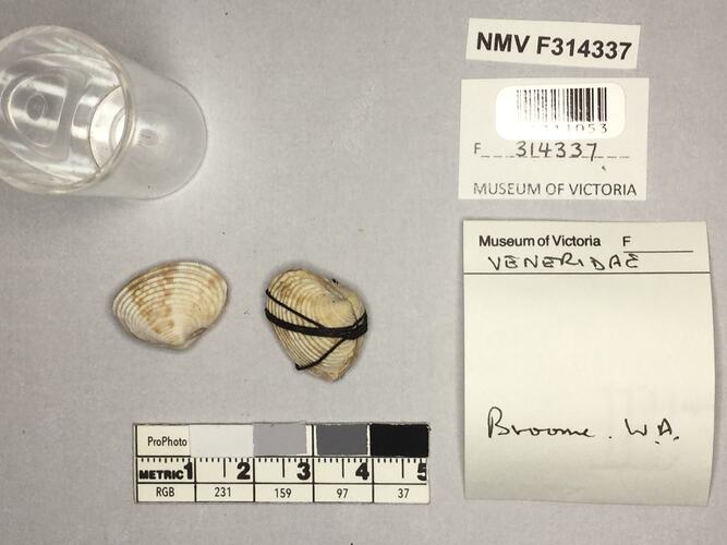 Dry Venus Clam shells beside labels.