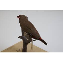 <em>Emblema pictum</em>, Painted Finch. [B 21189]