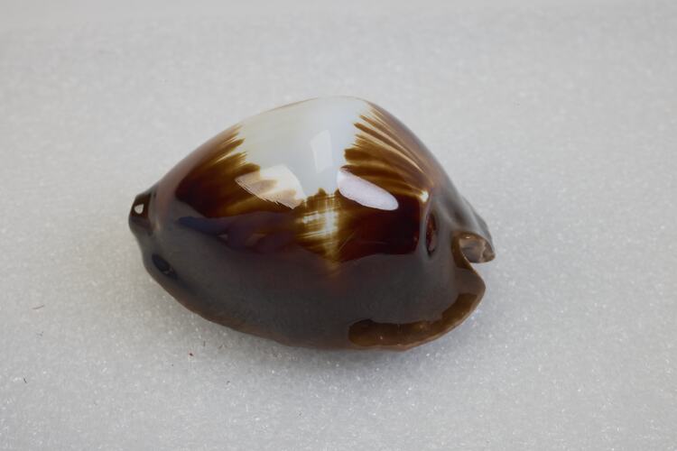 <em>Zoila rosselli</em>, cowry. [F 74105]