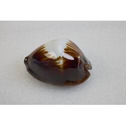 <em>Zoila rosselli</em>, cowry. [F 74105]