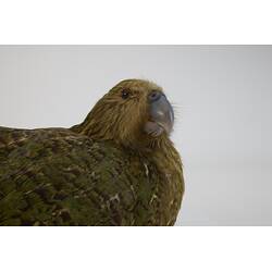 <em>Strigops habroptilus</em>, Kakapo. [19425]
