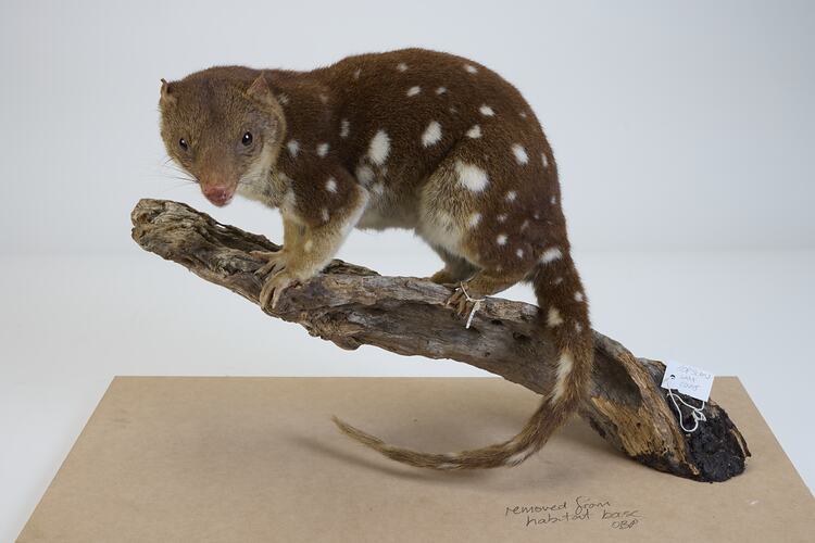 <em>Dasyurus maculatus</em>, Spotted-tailed Quoll. [C 27425]
