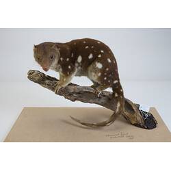 <em>Dasyurus maculatus</em>, Spotted-tailed Quoll. [C 27425]