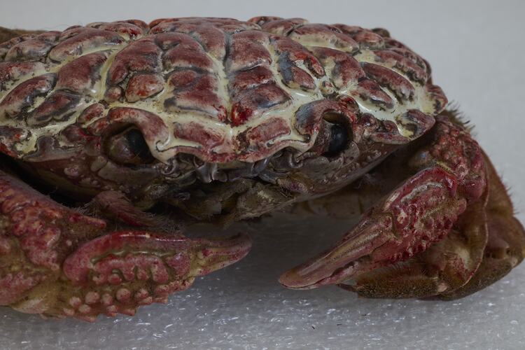 <em>Zosimus aeneus</em>, crab. [J 44717]