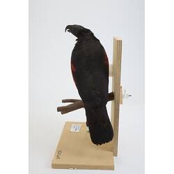 <em>Psittrichas fulgidus</em>, Pesquet's Parrot. [B 21609]
