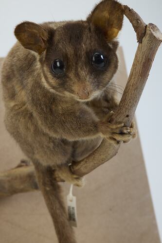 <em>Gymnobelideus leadbeateri</em>, Leadbeater's Possum. [C 31368]