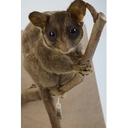 Our Wondrous Planet, Our Wild Family: Taxidermy Mount - Leadbeater's Possum, <em>Gymnobelideus leadbeateri</em> McCoy, 1867