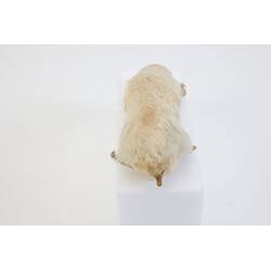 <em>Notoryctes typhlops</em>, Southern Marsupial Mole. [C 25067]